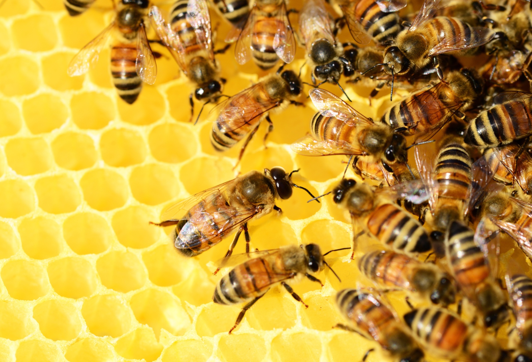 Bienen auf Waben
